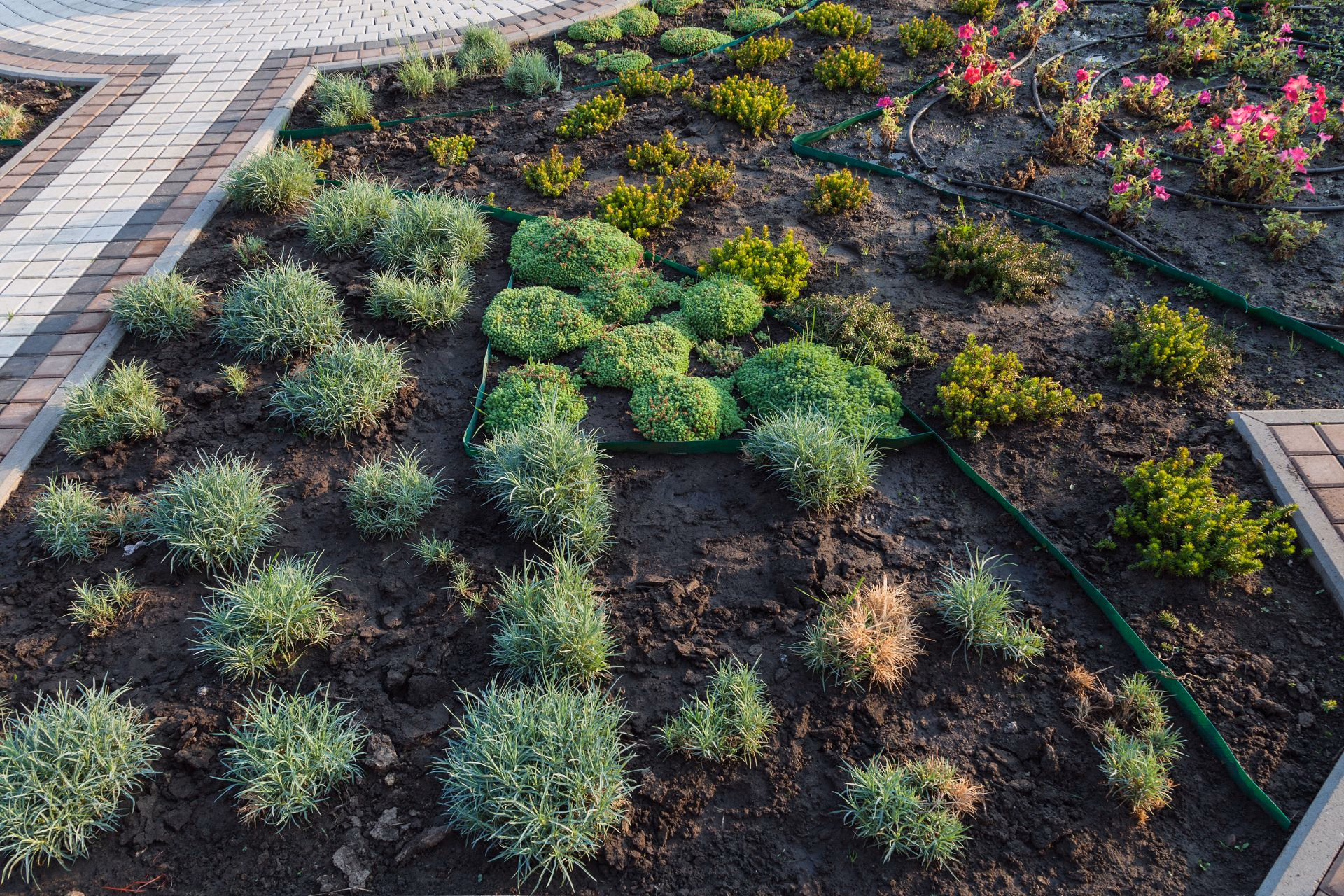 Young plants growing in a mulched bed watered by drip irrigation