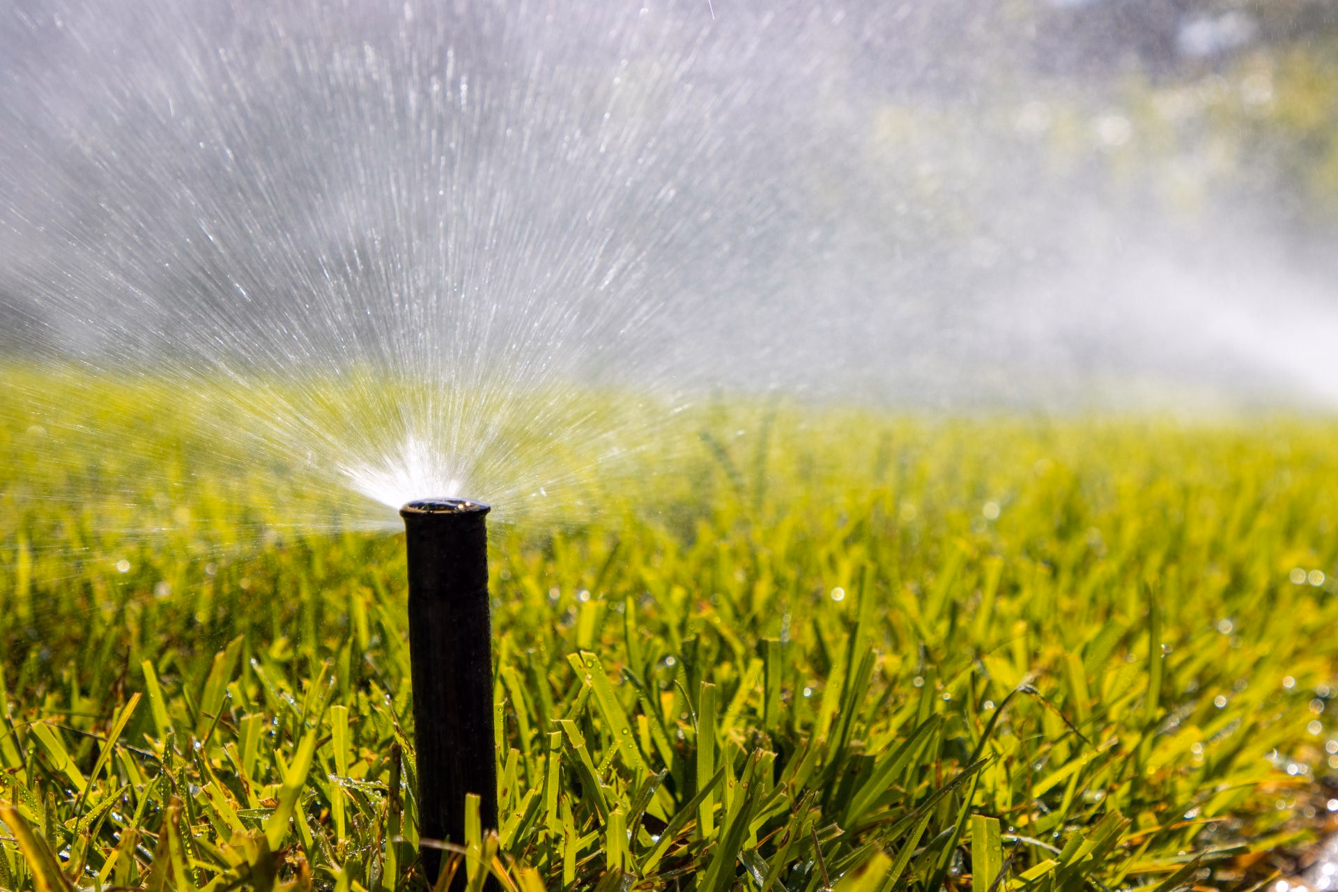 Close-up of a pop-up sprinkler spraying over thick grass